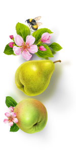 Fruit