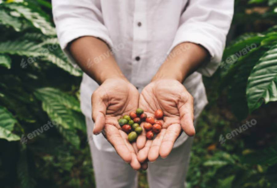 organic_coffee