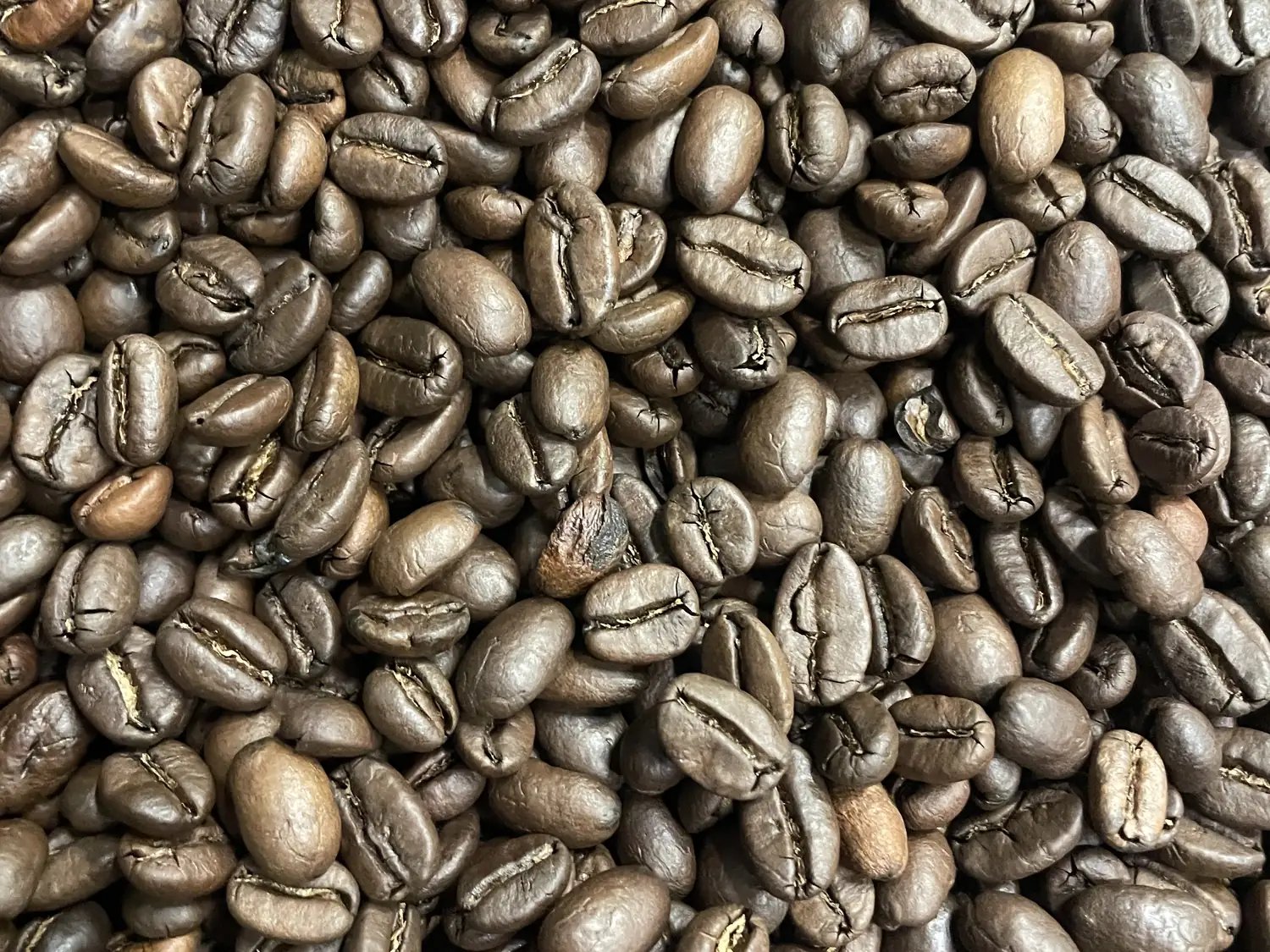 Nybrente kaffebønner tømmes fra brennetrommelen